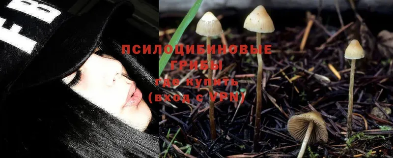 Псилоцибиновые грибы MAGIC MUSHROOMS  мориарти какой сайт  Хасавюрт  где купить  